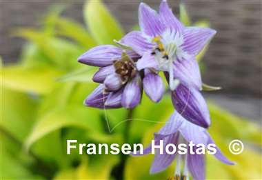 Hosta Golden Locks